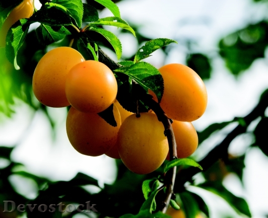 Devostock Plums Fruit Greengage Mirabelle
