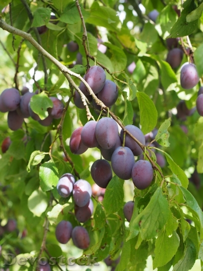 Devostock Plums Plum Tree Fruit 4