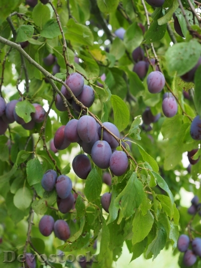 Devostock Plums Plum Tree Fruit 5