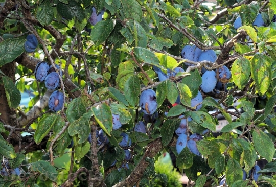 Devostock Plums Plum Tree Fruit 6