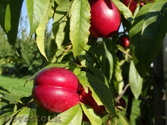 Devostock Plums Plum Tree Orchard 0