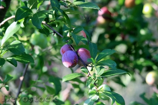 Devostock Plums Purple Ripening Orchard