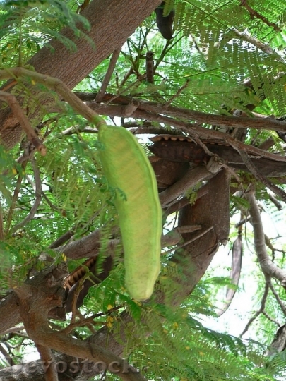 Devostock Pod Fruits On Tree