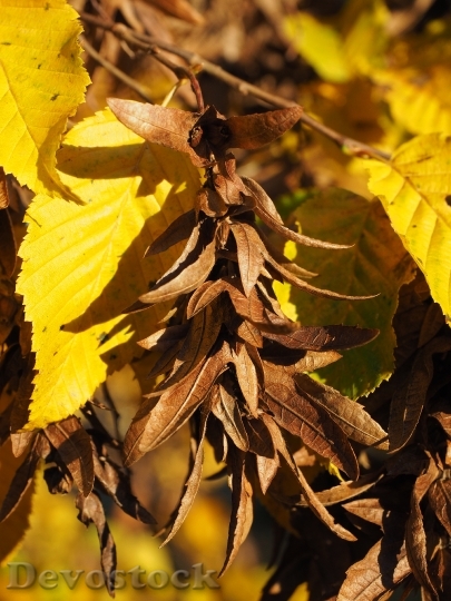 Devostock Pods Fruits Leaves Brown