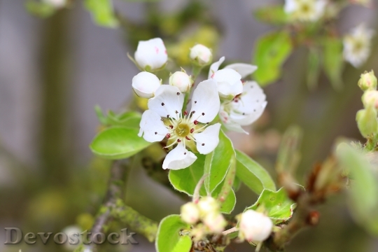 Devostock Poirier Flower Branch Spring