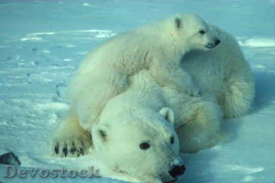 Devostock Polar Bear Mother Cub