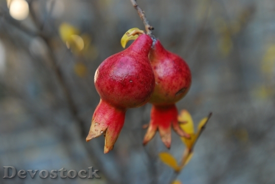 Devostock Pomegranate Beautiful Nature 529253