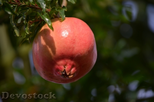 Devostock Pomegranate Food Fruit Natural