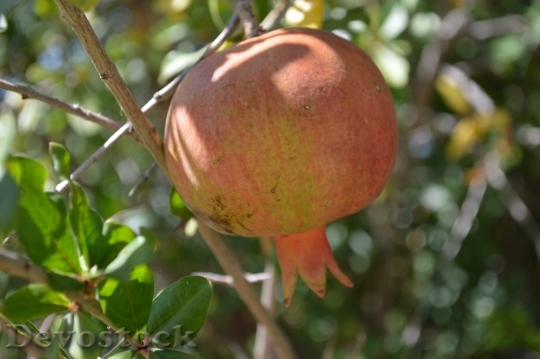 Devostock Pomegranate Food Fruit Nature