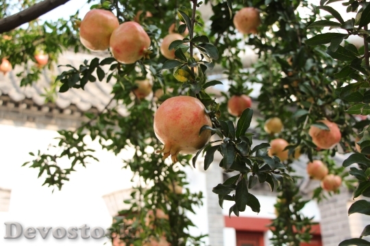 Devostock Pomegranate Fruit Afternoon 989554