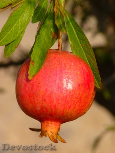 Devostock Pomegranate Fruit Apple Food