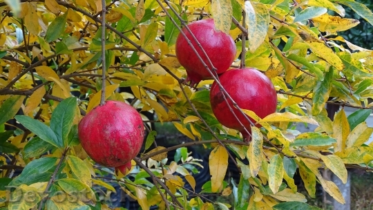 Devostock Pomegranate Fruit Bazaar 973163