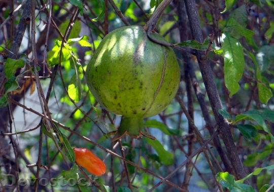 Devostock Pomegranate Fruit Bud Tree