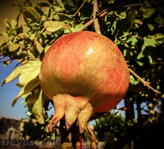 Devostock Pomegranate Fruit Food Healthy