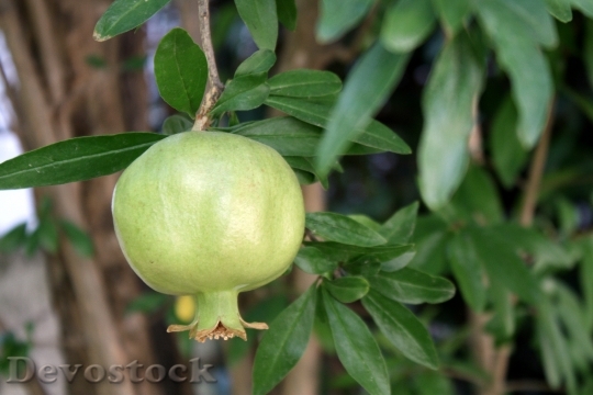 Devostock Pomegranate Fruit Green Nutrition