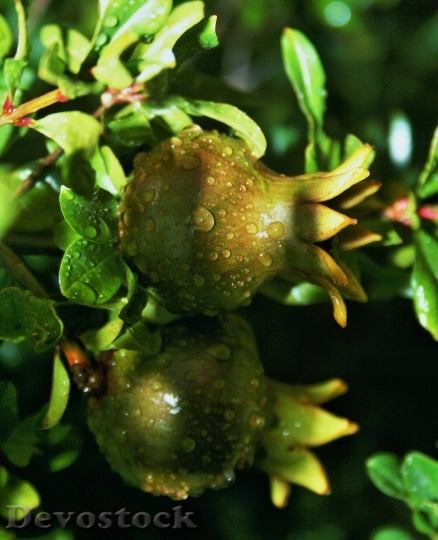 Devostock Pomegranate Fruit Green Ripening