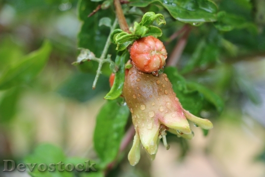 Devostock Pomegranate Fruit Healthy Fresh