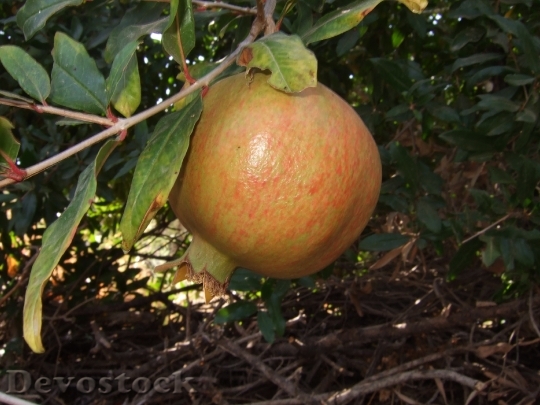 Devostock Pomegranate Fruit Mediterranean 478474