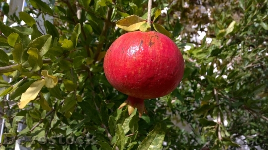 Devostock Pomegranate Fruit Mediterranean 746169