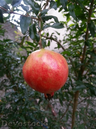 Devostock Pomegranate Fruit Nature Plants 0