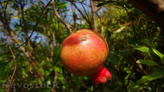 Devostock Pomegranate Fruit Nature Plants