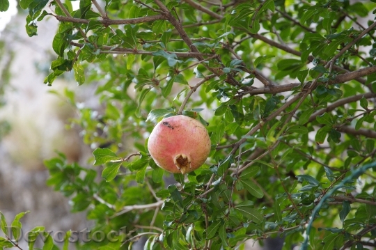 Devostock Pomegranate Fruit Nature Tree