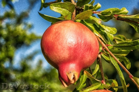 Devostock Pomegranate Fruit Punica Granatum