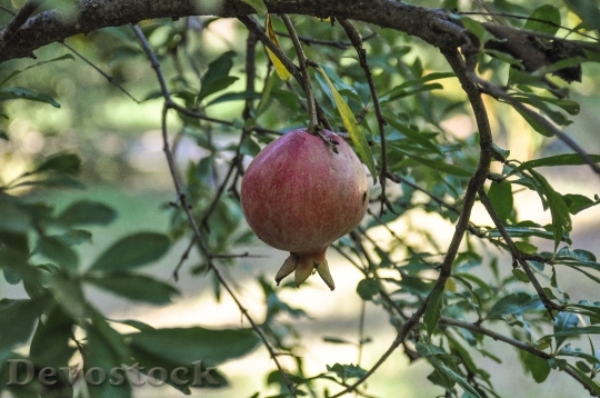 Devostock Pomegranate Fruit Red Healthy 1
