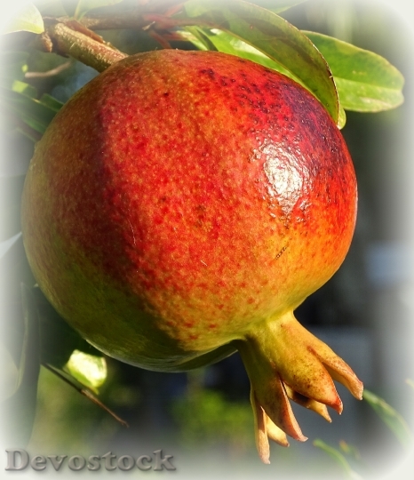 Devostock Pomegranate Fruit Ripe Red