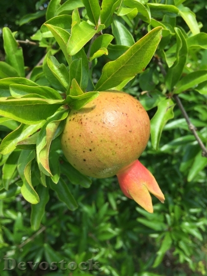 Devostock Pomegranate Fruit Sour Red