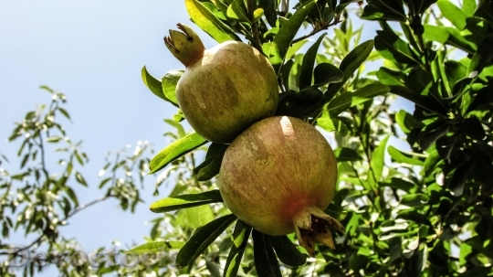 Devostock Pomegranate Fruit Tree Food