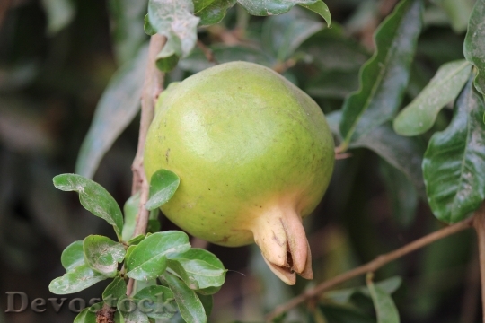 Devostock Pomegranate Fruit Tree Fresh