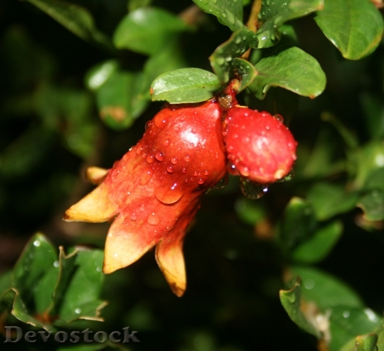 Devostock Pomegranate Fruit Young Red