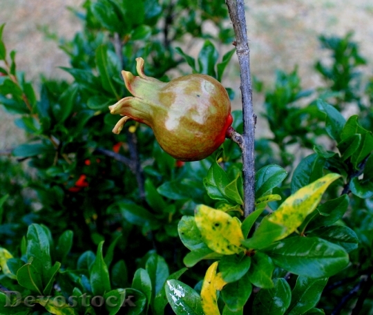 Devostock Pomegranate Fruit Young Swollen