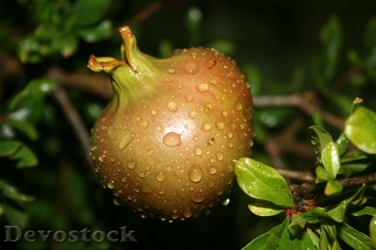 Devostock Pomegranate Fruits Plants Ripening