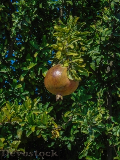 Devostock Pomegranate Garden Fruit Nature