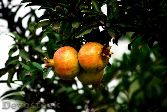 Devostock Pomegranate Healthy Fruit Fresh