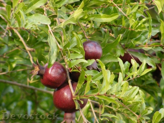 Devostock Pomegranate Nature Fruit Natural