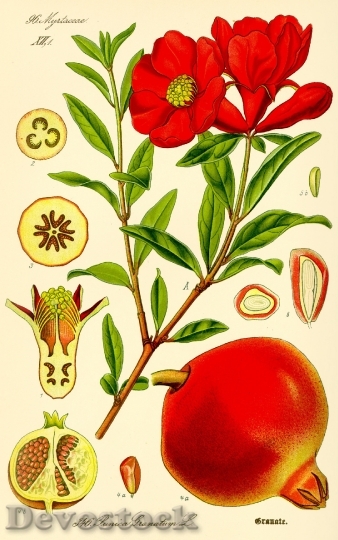 Devostock Pomegranate Punica Granatum Fruit 2