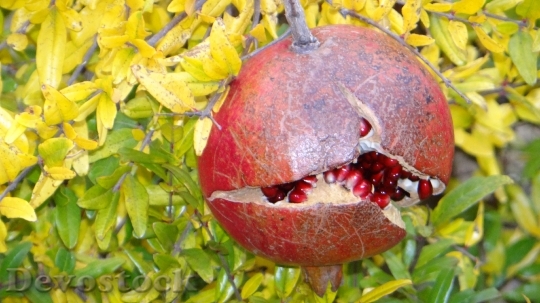 Devostock Pomegranate Ripe Fresh Fruit