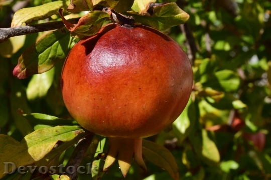 Devostock Pomegranate Ripe Fruit Healthy