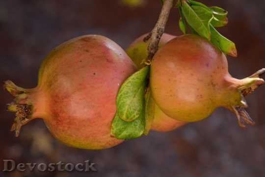 Devostock Pomegranate Ripe Pomegranate Tree