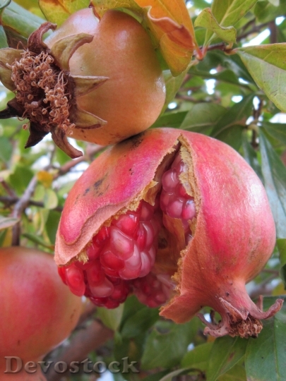 Devostock Pomegranate Sweet Red Fruit