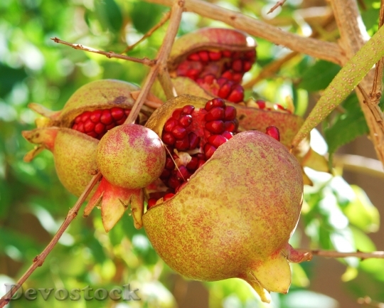 Devostock Pomegranates Fruit Passion Exotic