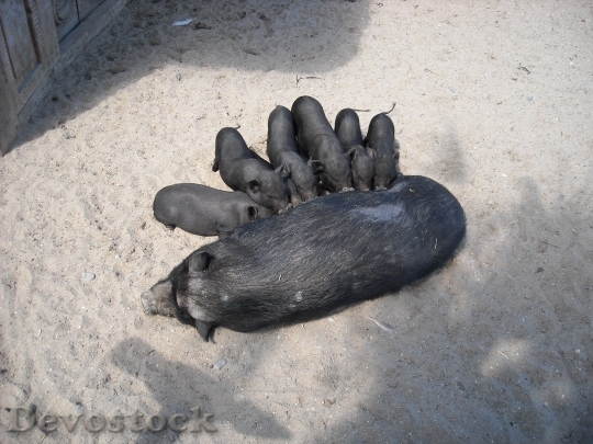 Devostock Pot Bellied Pigs Animals