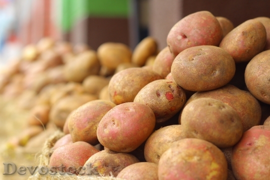 Devostock Potato Cultivation Fruit Harvest