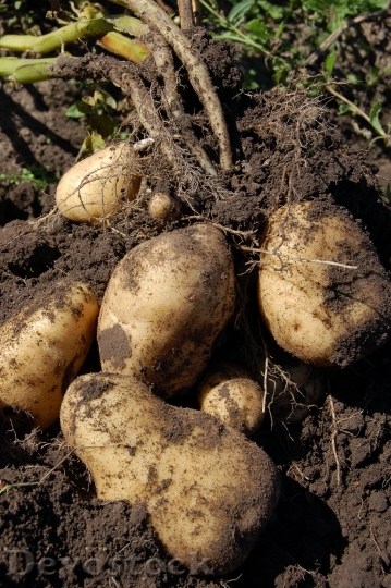 Devostock Potatoes Land Fruit Why 0