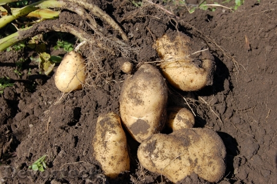 Devostock Potatoes Land Fruit Why