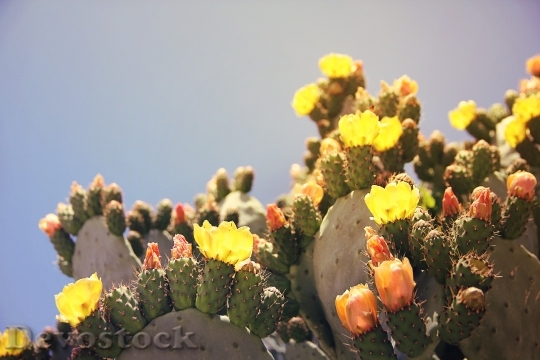 Devostock Prickly Pear Cactus 1415525