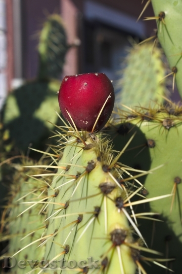 Devostock Prickly Pear Cactus 531843